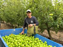 אסף שוורץ מנהל מטע קיבוץ יראון בקטיף תפוח בגבול